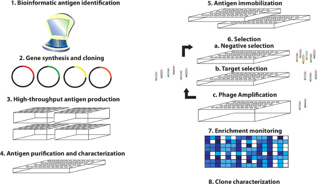 Scalable high throughput selection from phage-displayed synthetic antibody libraries