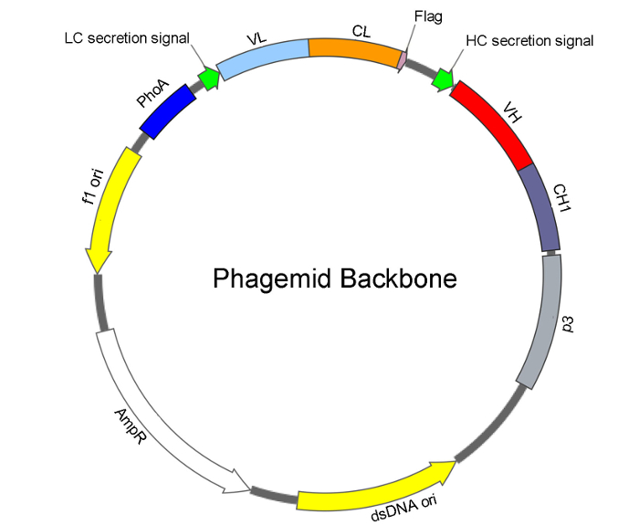 Construction of Synthetic Phage Displayed Fab Library with Tailored Diversity