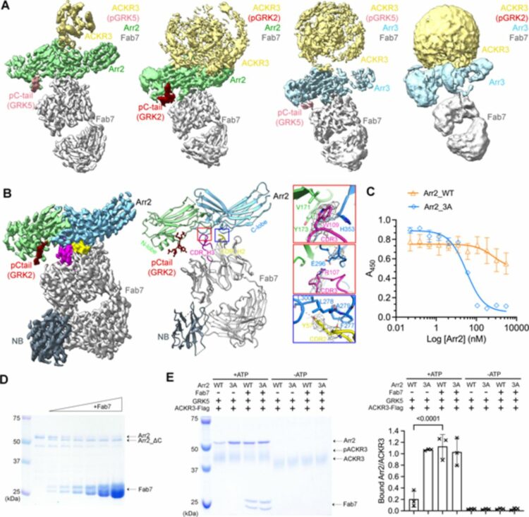 ACKR3-arrestin2/3 complexes reveal molecular consequences of GRK-dependent barcoding