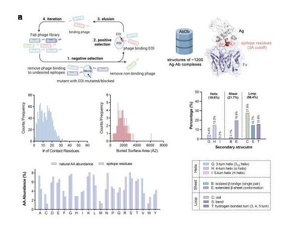 A general approach for selection of epitope-directed binders to proteins