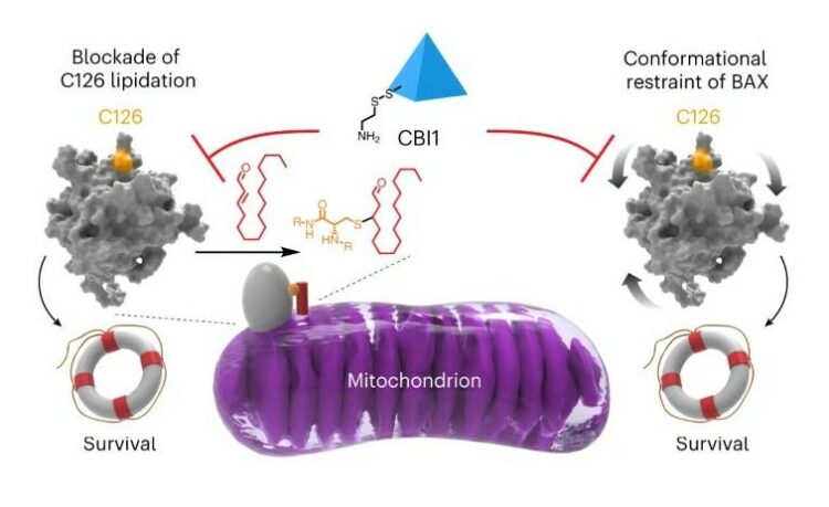 Covalent inhibition of pro-apoptotic BAX