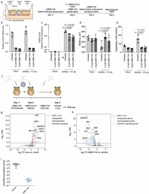 BRD2 inhibition blocks SARS-CoV-2 infection by reducing transcription of the host cell receptor ACE2