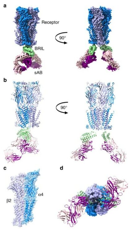 Synthetic antibodies against BRIL as universal fiducial marks for single-particle cryoEM structure determination of membrane proteins