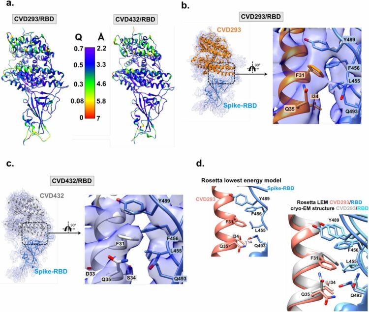 Computational pipeline provides mechanistic understanding of Omicron variant of concern neutralizing engineered ACE2 receptor traps