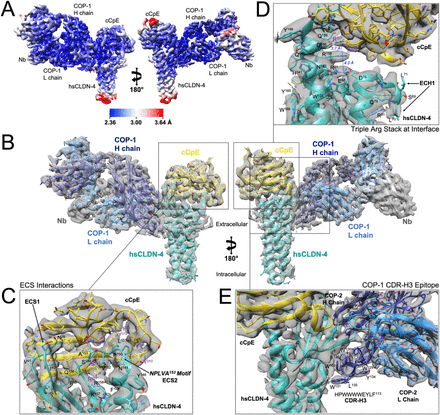 Cryo-EM structures of a synthetic antibody against 22 kDa claudin-4 reveal its complex with  enterotoxin