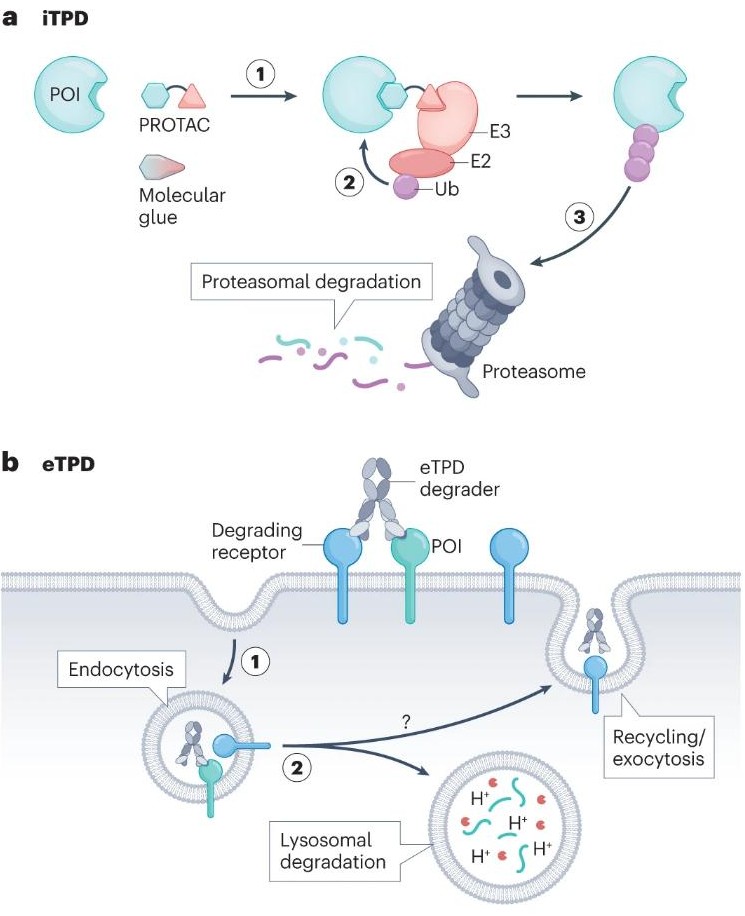 Extracellular targeted protein degradation: an emerging modality for drug discovery