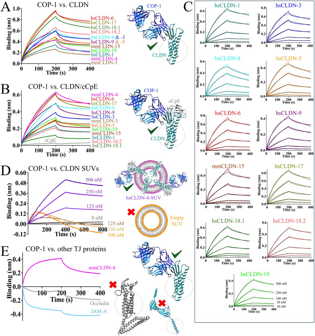 Biophysical Basis of Paracellular Barrier Modulation by a Pan-Claudin-Binding Molecule