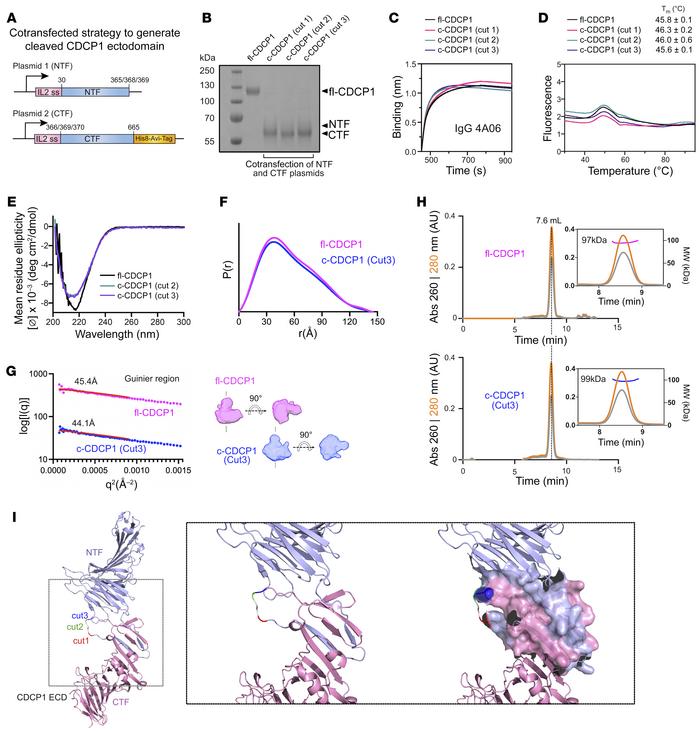 Targeting a proteolytic neoepitope on CUB domain containing protein 1 (CDCP1) for RAS-driven cancers