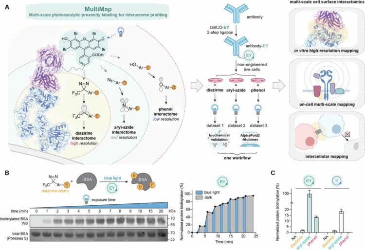 Multi-scale photocatalytic proximity labeling reveals cell surface neighbors on and between cells