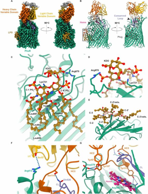 Chaperone-assisted cryo-EM structure of  PhuR reveals molecular basis for heme binding