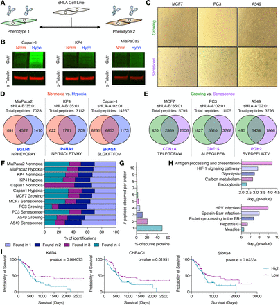 Secreted HLA Fc-Fusion Profiles Immunopeptidome in Hypoxic PDAC and Cellular Senescence