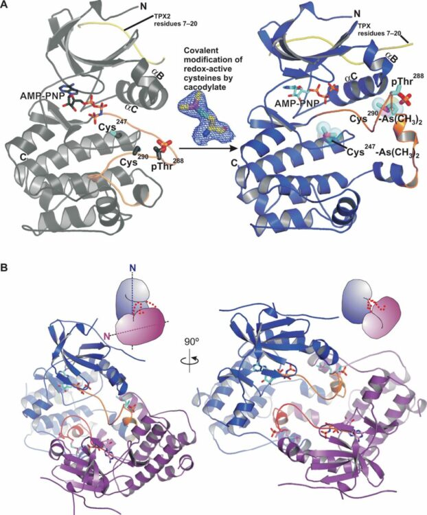 Redox priming promotes Aurora A activation during mitosis