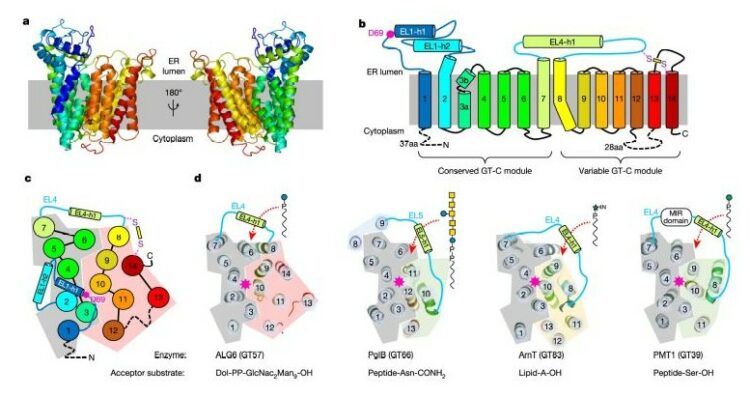 Structure and mechanism of the ER-based glucosyltransferase ALG6