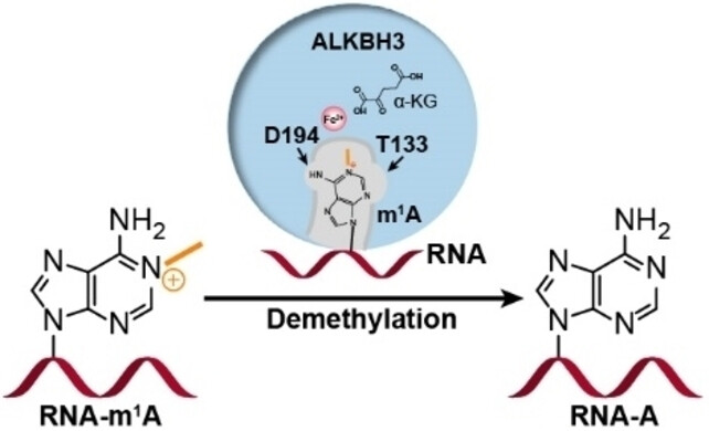 The Molecular Basis of Human ALKBH3 Mediated RNA N -methyladenosine (m A) Demethylation