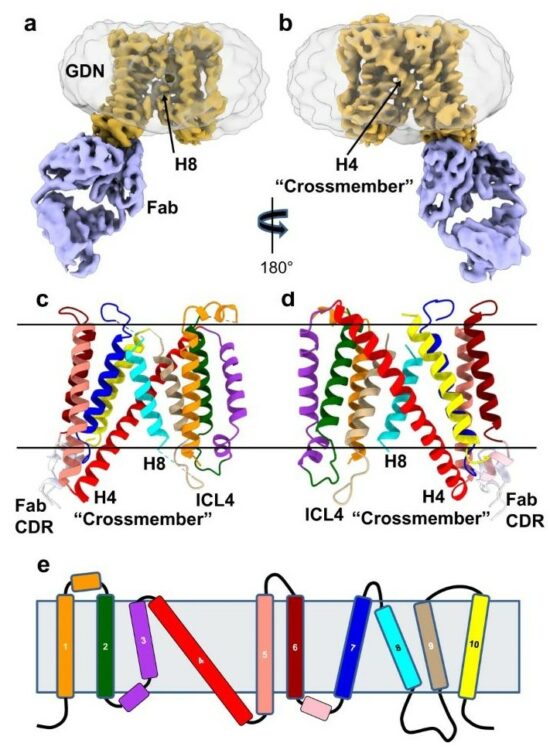 Antiviral HIV-1 SERINC restriction factors disrupt virus membrane asymmetry