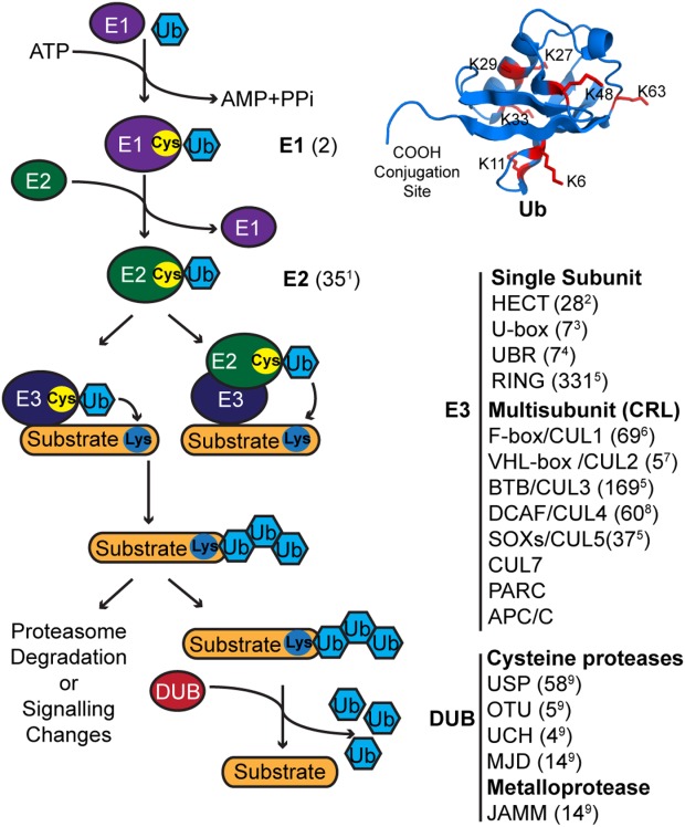 Specific targeting of the deubiquitinase and E3 ligase families with engineered ubiquitin variants