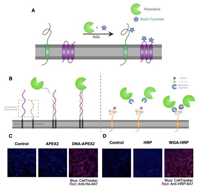 Cell-surface tethered promiscuous biotinylators enable comparative small-scale surface proteomic analysis of human extracellular vesicles and cells