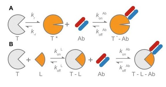 Generating Conformation and Complex-Specific Synthetic Antibodies