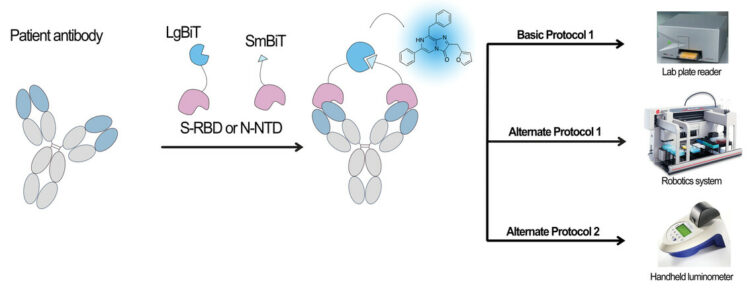 Using Split Luminescent Biosensors for SARS-CoV-2 Antibody Detection in Serum, Plasma, and Blood Samples