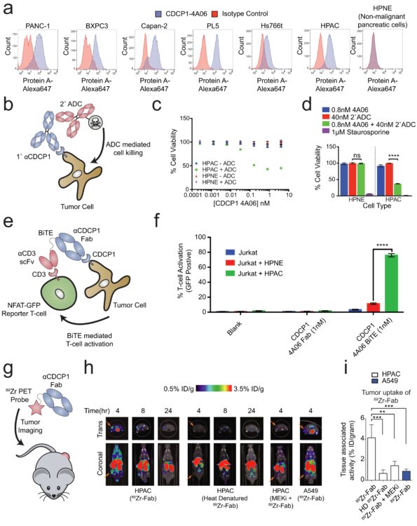 Targeting RAS-driven human cancer cells with antibodies to upregulated and essential cell-surface proteins