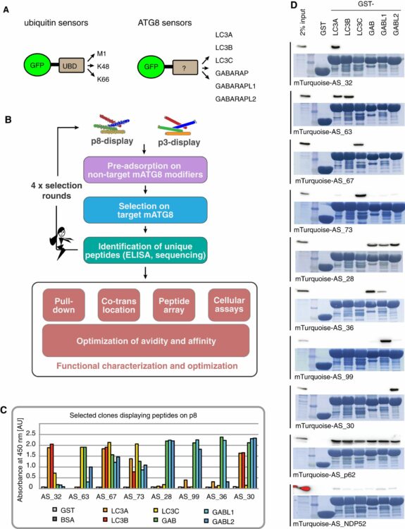 Fluorescence-based ATG8 sensors monitor localization and function of LC3/GABARAP proteins