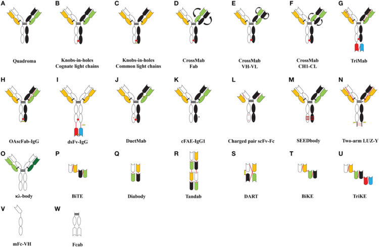 Fc Engineering for Developing Therapeutic Bispecific Antibodies and Novel Scaffolds