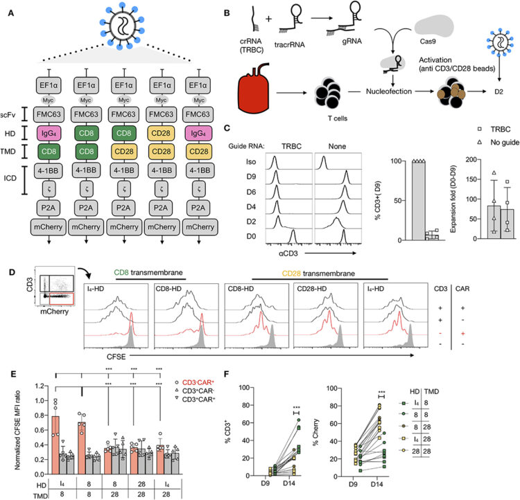 The CD28-Transmembrane Domain Mediates Chimeric Antigen Receptor Heterodimerization With CD28