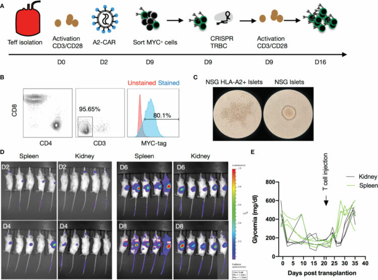 Precision Engineering of an Anti-HLA-A2 Chimeric Antigen Receptor in Regulatory T Cells for Transplant Immune Tolerance