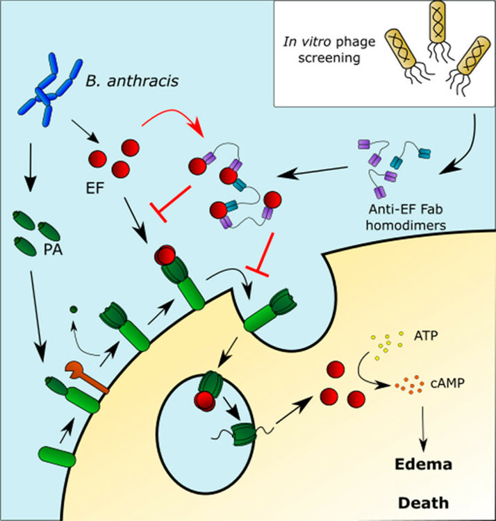 Rapid Discovery and Characterization of Synthetic Neutralizing Antibodies against Anthrax Edema Toxin