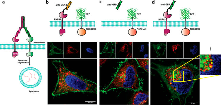 Development of Antibody-Based PROTACs for the Degradation of the Cell-Surface Immune Checkpoint Protein PD-L1