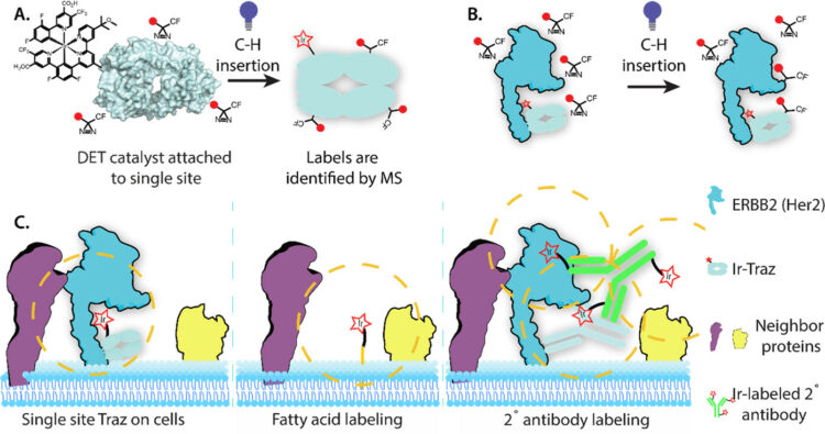 Photoproximity Labeling from Single Catalyst Sites Allows Calibration and Increased Resolution for Carbene Labeling of Protein Partners In Vitro and on Cells