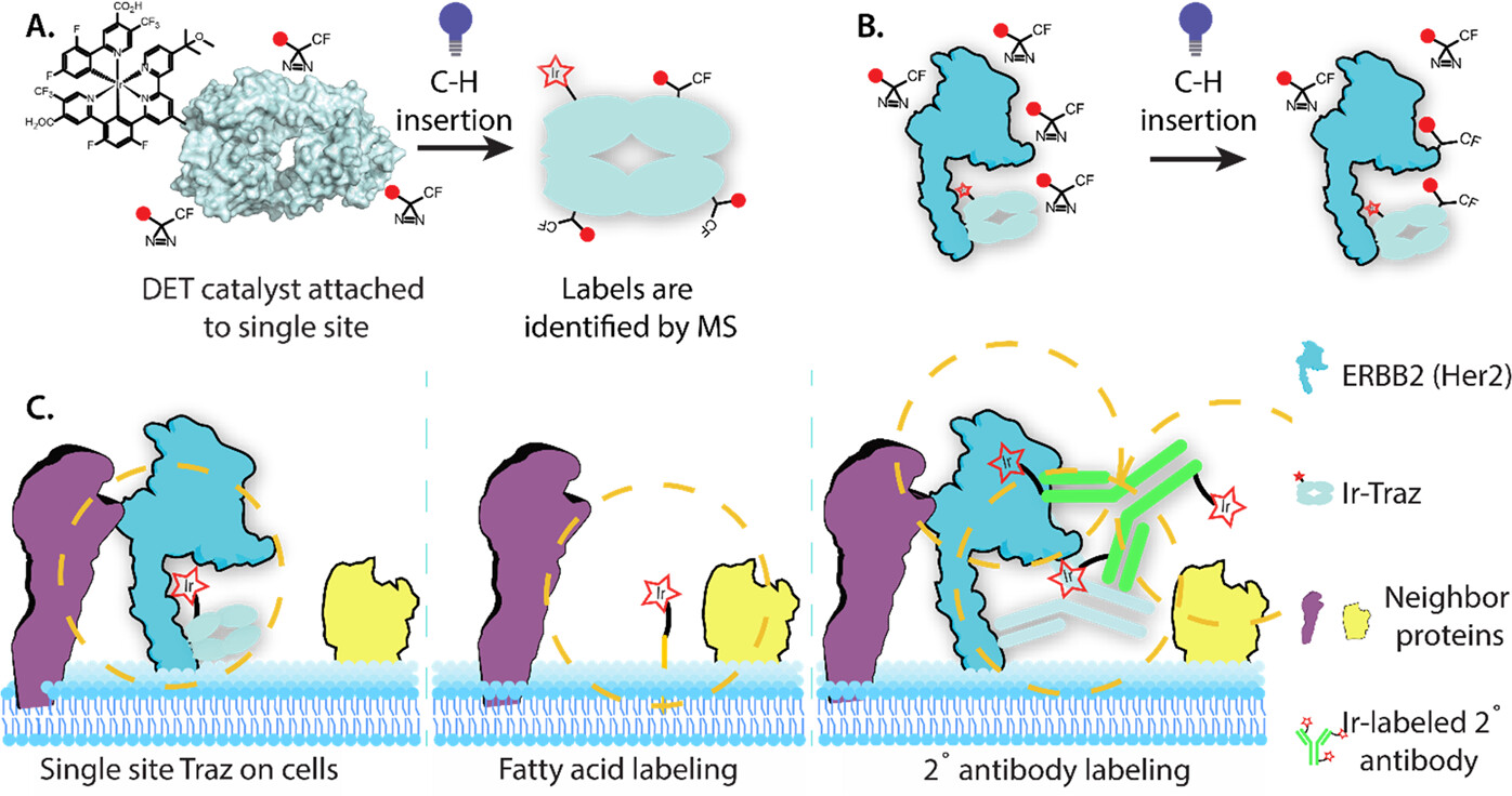 Site-specific proximity labeling at single residue resolution for identification of protein partners  and on cells