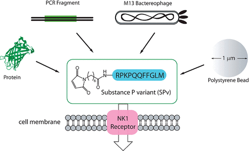 Substance P derivatives as versatile tools for specific delivery of various types of biomolecular cargo