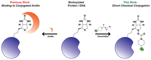 Biotin as a Reactive Handle to Selectively Label Proteins and DNA with Small Molecules