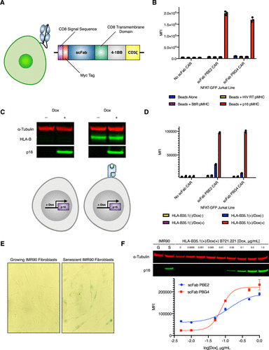 Engineering Antibodies Targeting p16 MHC-Peptide Complexes