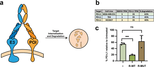 Roadmap for Optimizing and Broadening Antibody-Based PROTACs for Degradation of Cell Surface Proteins