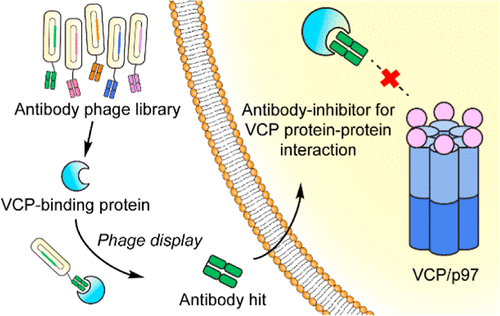 Adaptor-Specific Antibody Fragment Inhibitors for the Intracellular Modulation of p97 (VCP) Protein-Protein Interactions