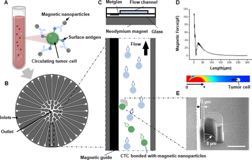 Phage-Based Profiling of Rare Single Cells Using Nanoparticle-Directed Capture