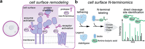 Direct Identification of Proteolytic Cleavages on Living Cells Using a Glycan-Tethered Peptide Ligase