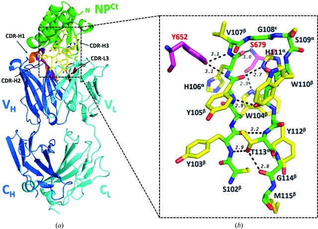 The structure of the C-terminal domain of the nucleoprotein from the Bundibugyo strain of the Ebola virus in complex with a pan-specific synthetic Fab