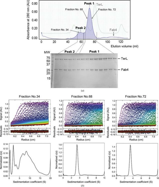 Recognition of an α-helical hairpin in P22 large terminase by a synthetic antibody fragment