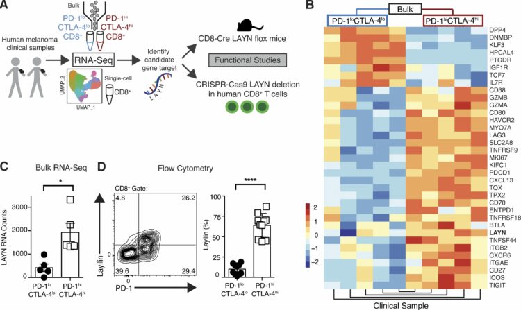 Layilin augments integrin activation to promote antitumor immunity