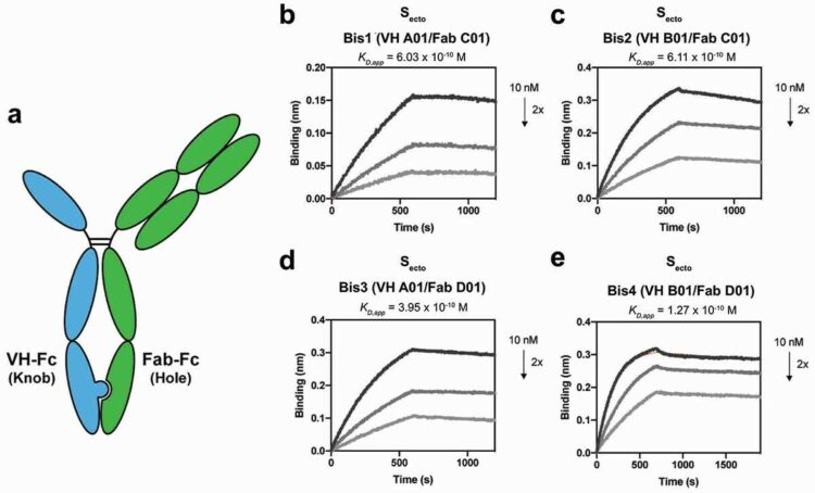 Bispecific VH/Fab antibodies targeting neutralizing and non-neutralizing Spike epitopes demonstrate enhanced potency against SARS-CoV-2