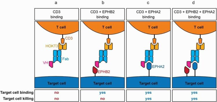 A T cell redirection platform for co-targeting dual antigens on solid tumors