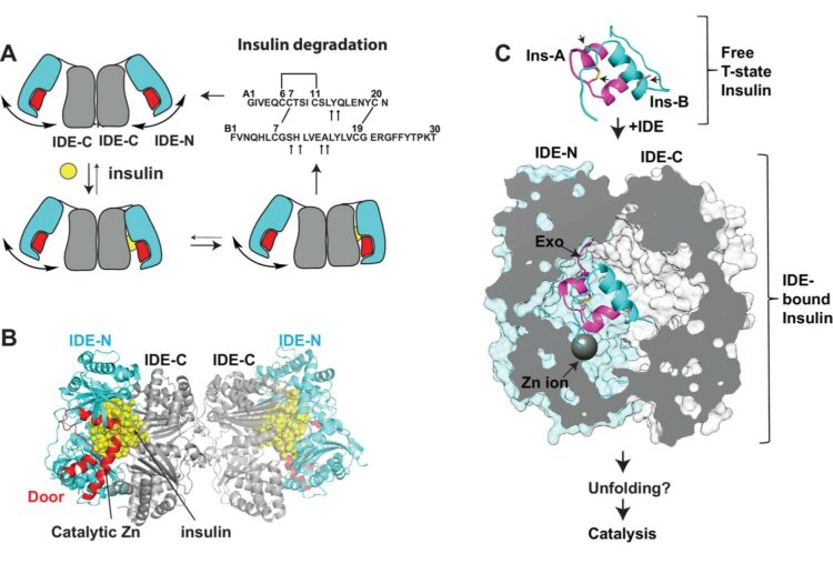 Ensemble cryoEM elucidates the mechanism of insulin capture and degradation by human insulin degrading enzyme