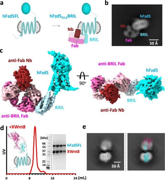 Structure of human Frizzled5 by fiducial-assisted cryo-EM supports a heterodimeric mechanism of canonical Wnt signaling