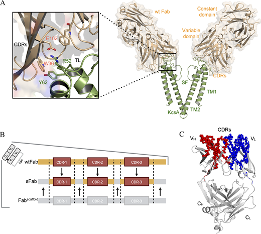 Engineering of a synthetic antibody fragment for structural and functional studies of K+ channels