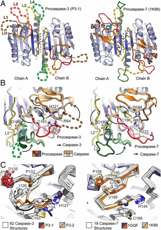 Structural snapshots reveal distinct mechanisms of procaspase-3 and -7 activation