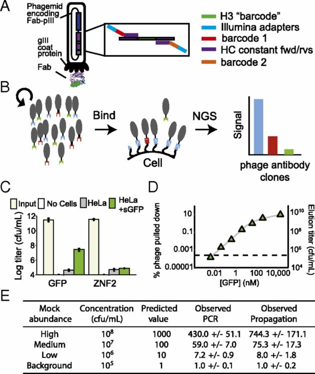 Highly multiplexed and quantitative cell-surface protein profiling using genetically barcoded antibodies