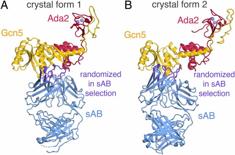 Structural basis for activation of SAGA histone acetyltransferase Gcn5 by partner subunit Ada2